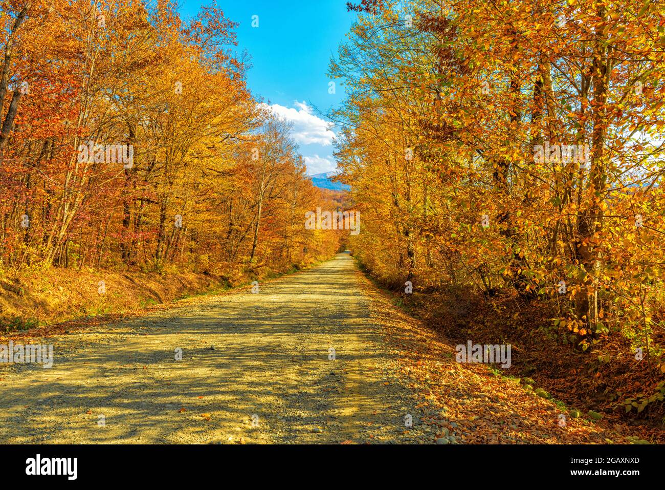 Herbstlandschaft, Feldweg im Wald Stockfoto