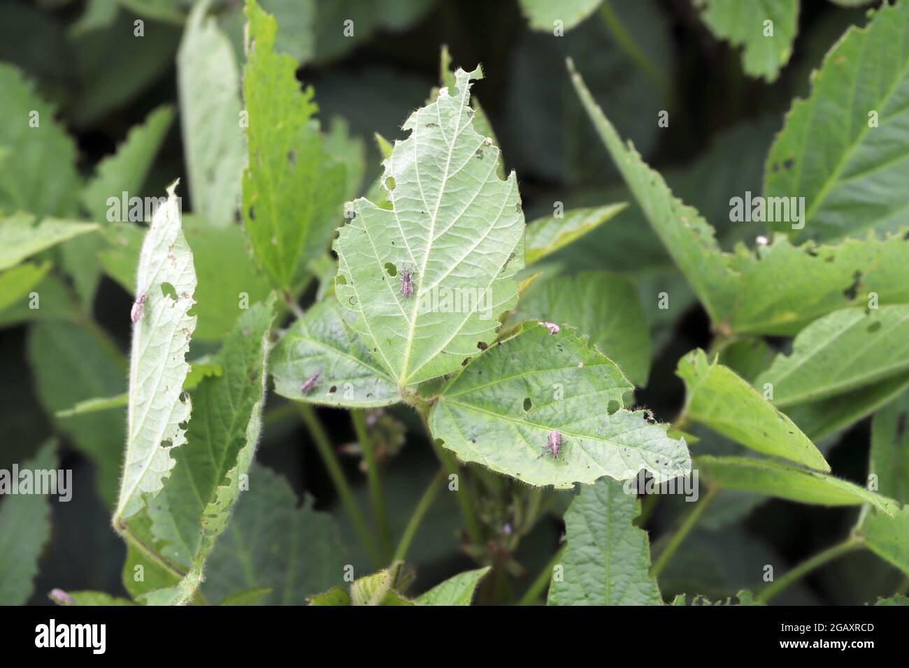 Sojabohnenpflanzen, die durch Lupinenkäfer beschädigt wurden - Charagmus (ehemals Sitona) gressorius und Griseus - eine Art von Weevils Curculionidae, Schädling der Fabaceae. Stockfoto
