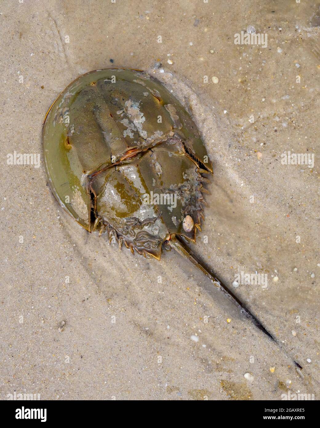 Horseshoe Crab am Ufer der Delaware Bay, Norbury's Landing, Cape May County, New Jersey, USA Stockfoto