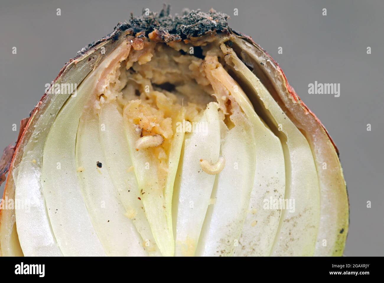 Zwiebel, die von Eumerus strigatus oder kleiner Knollenfliege beschädigt wird, ist eine Art der Hoverfly, aus der Familie der Syrphidae ein schwerer Schädling von Knollen. Stockfoto