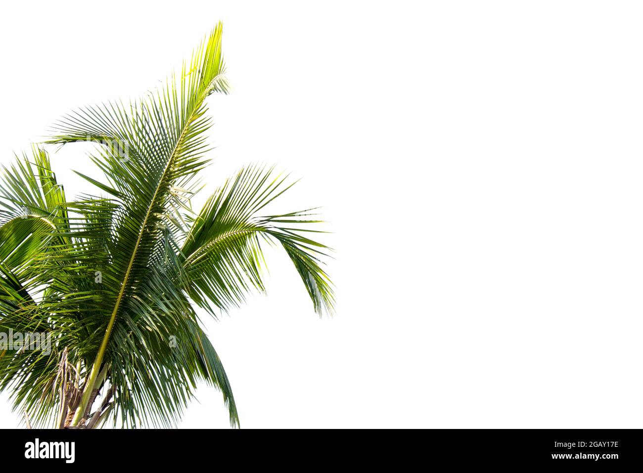 Kokos- und Palmen isolierter Baum auf weißem Hintergrund, die Sammlung von Bäumen.große Bäume wachsen im Sommer Stockfoto