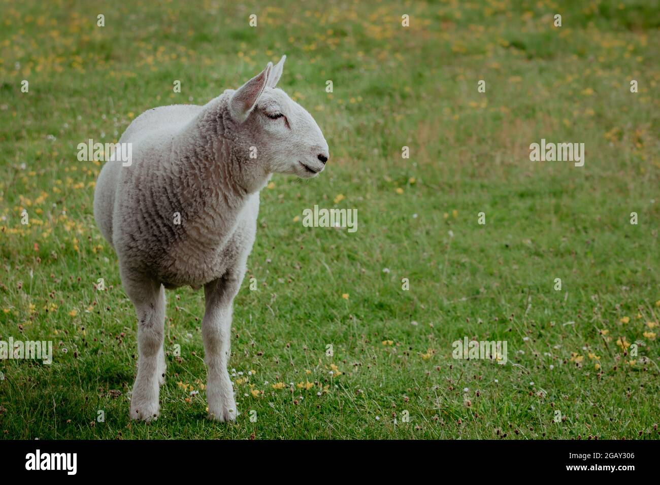 Ein Lamm, das direkt auf einer Wiese oder einem Feld mit weißen Flächen aussieht Stockfoto