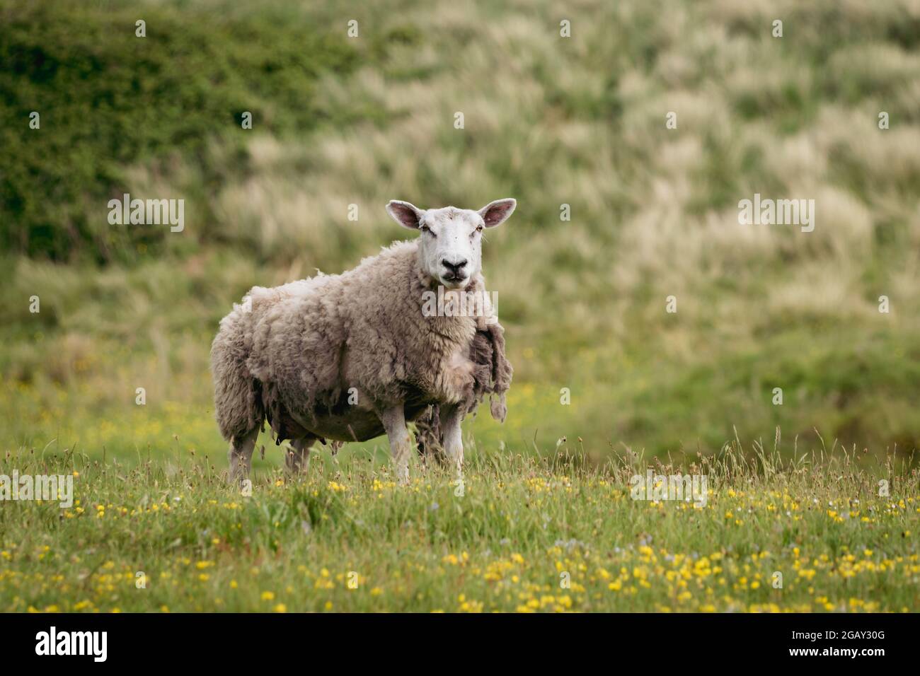 Ein wolliger Schaft, der Wolle auf dem Land mausiert Stockfoto