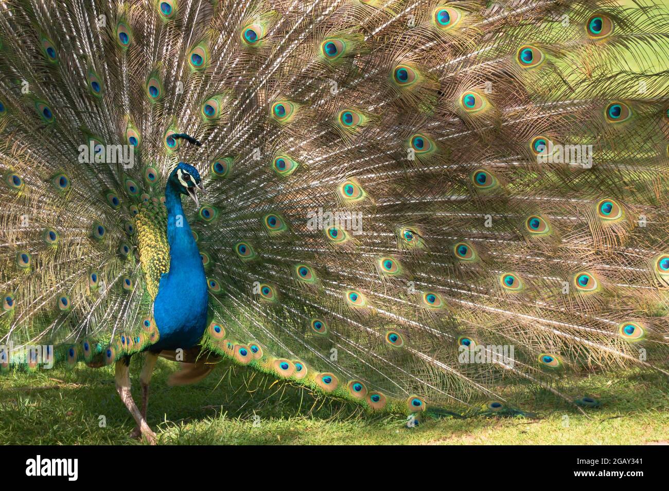 Männlicher Pfau in voller Anzeige mit offenem Mund ruft Stockfoto