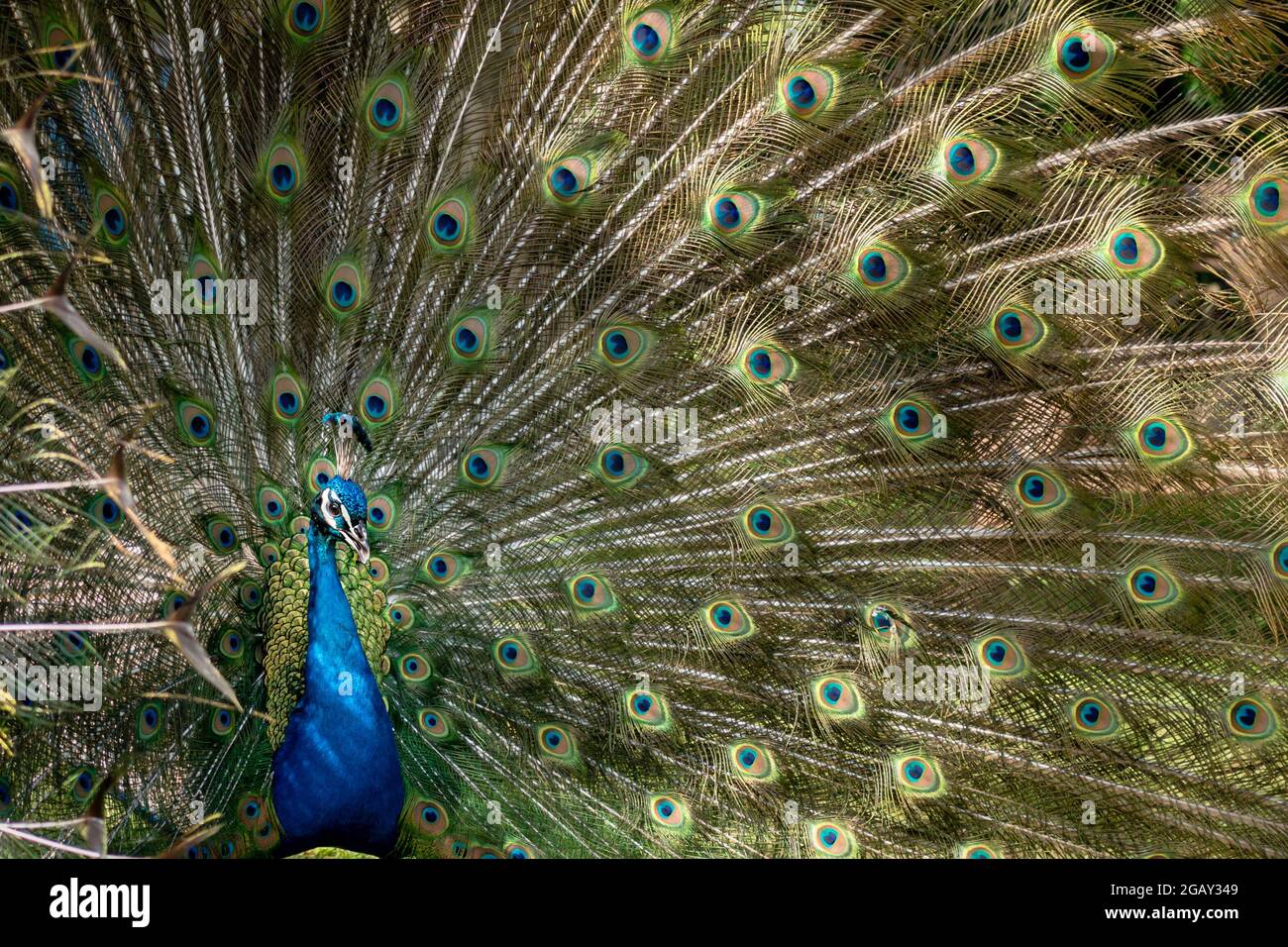 Männlicher Pfau in Vollanzeige Stockfoto