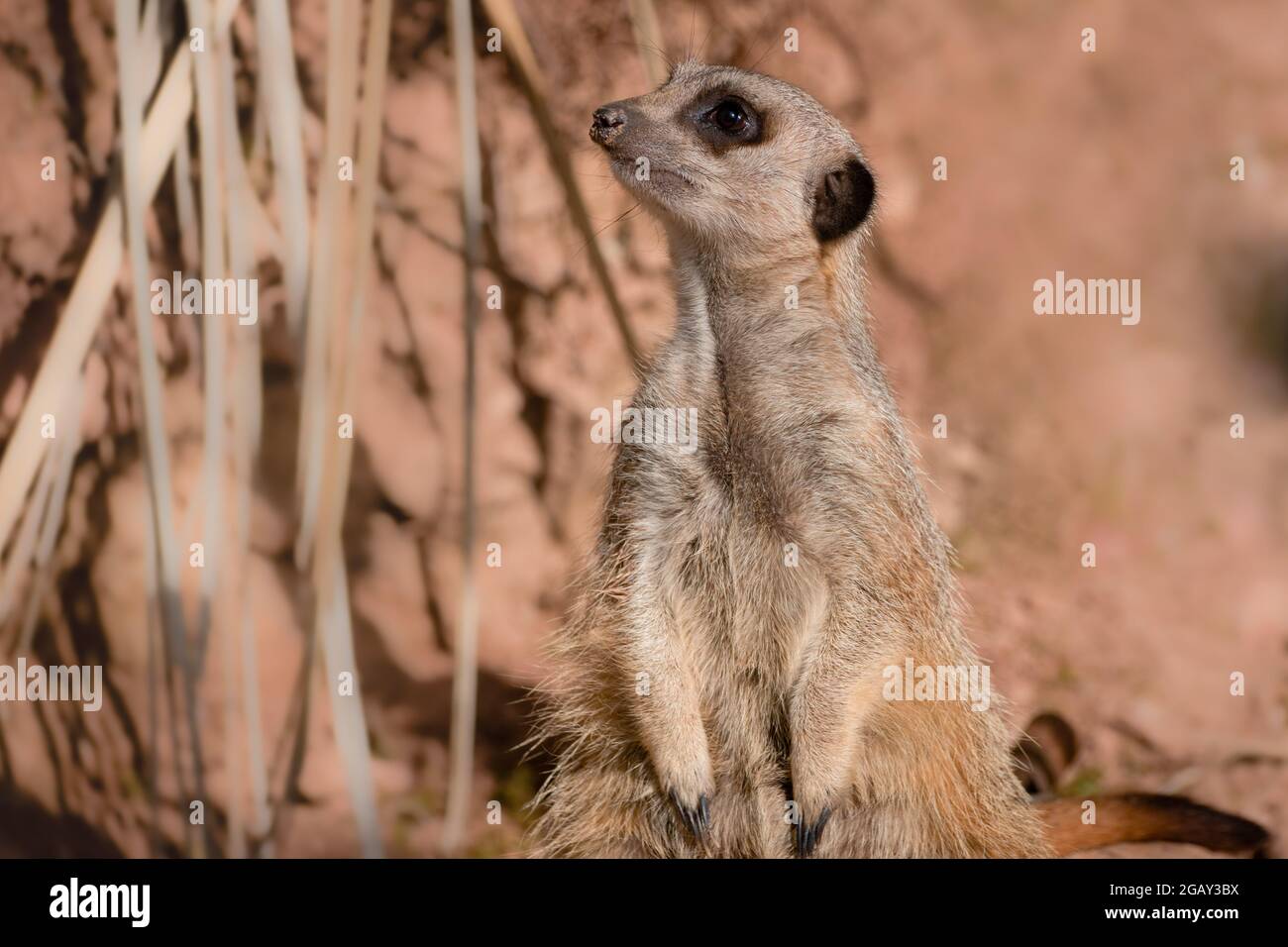 Porträt eines einzelnen Erdmännchen, der aufschaut Stockfoto