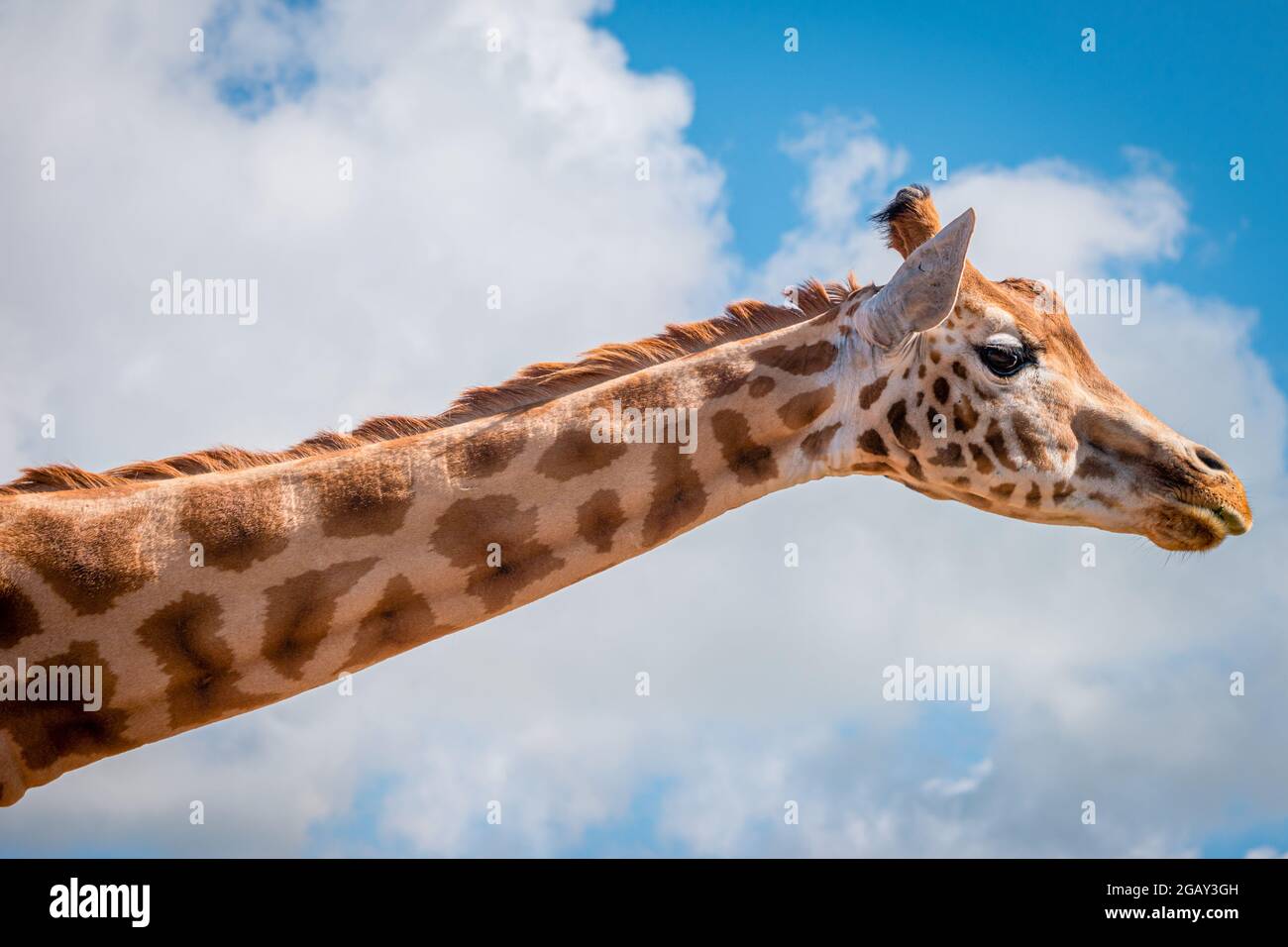 Konzentriere dich auf den langen Hals und den Kopf einer Giraffe Stockfoto