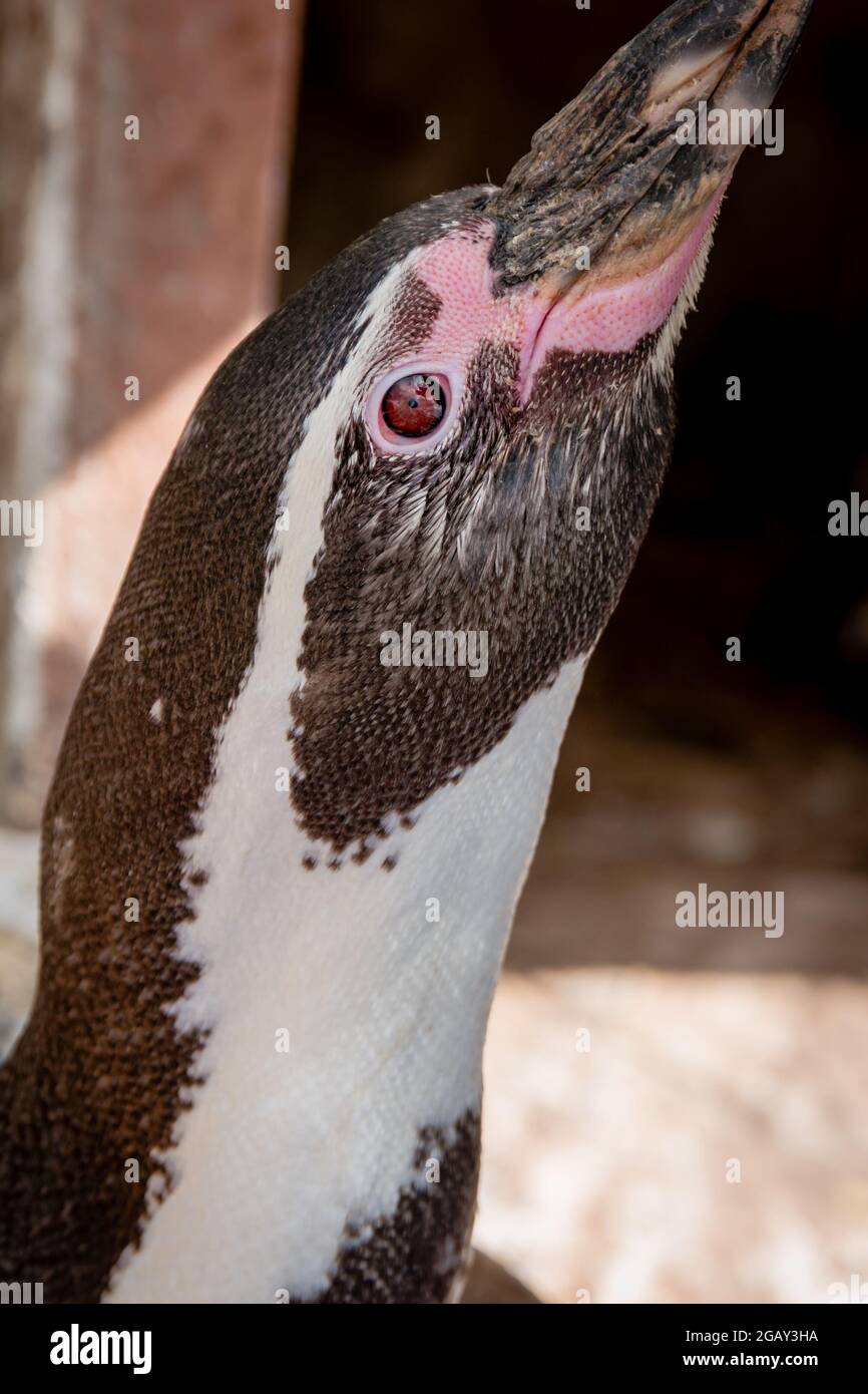 Nahaufnahme des Kopfes und des roten Auges eines humboldt-Pinguins Stockfoto