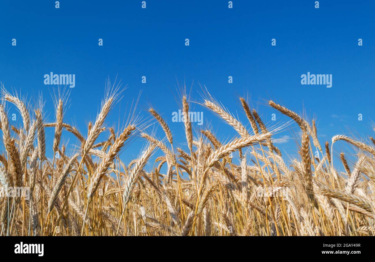 Reife Weizenspikeletts auf einem Hintergrund von blauem Himmel mit Wolken. Ernte, Getreideanbau Stockfoto