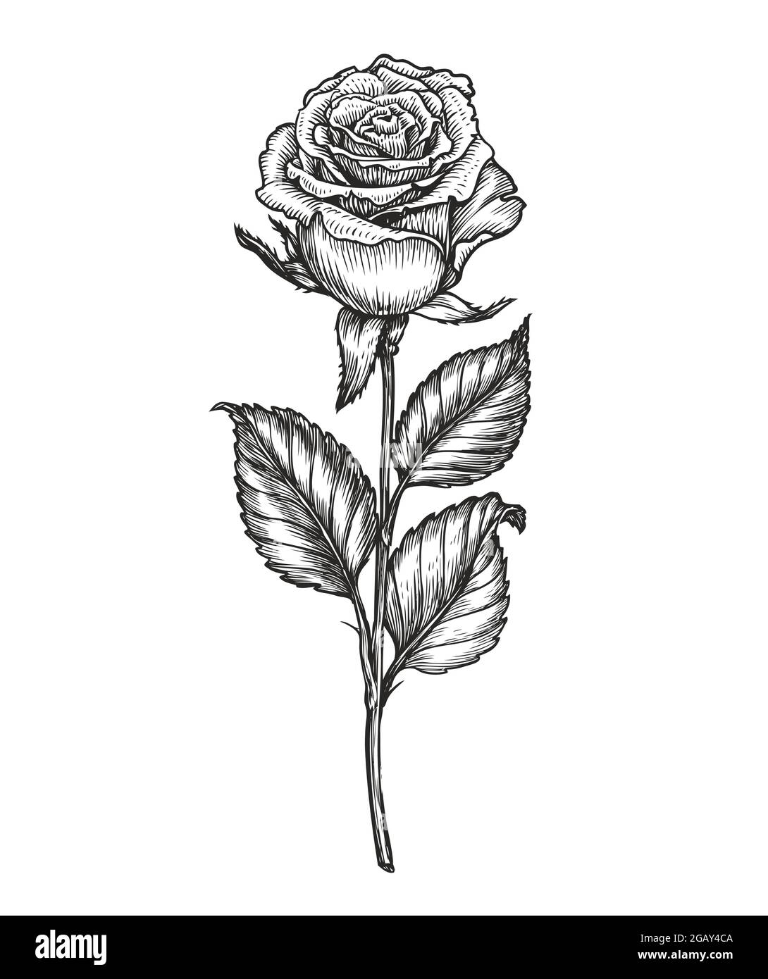 Rosenblüten-Skizze. Florales Konzept im Vintage-Stil Stock Vektor