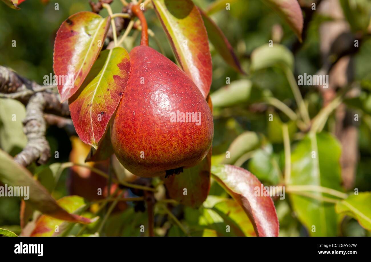 Pyrus communis oder europäischer Birnenbaum mit reifen köstlichen Früchten Detail Stockfoto