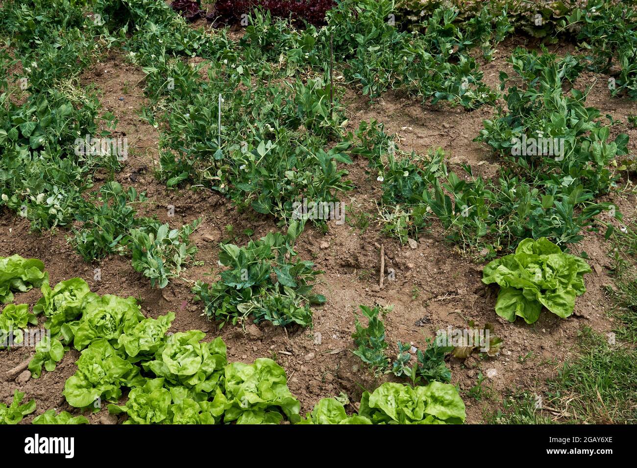 Im Küchengarten wachsen PEA-Pflanzen und Salat Stockfoto