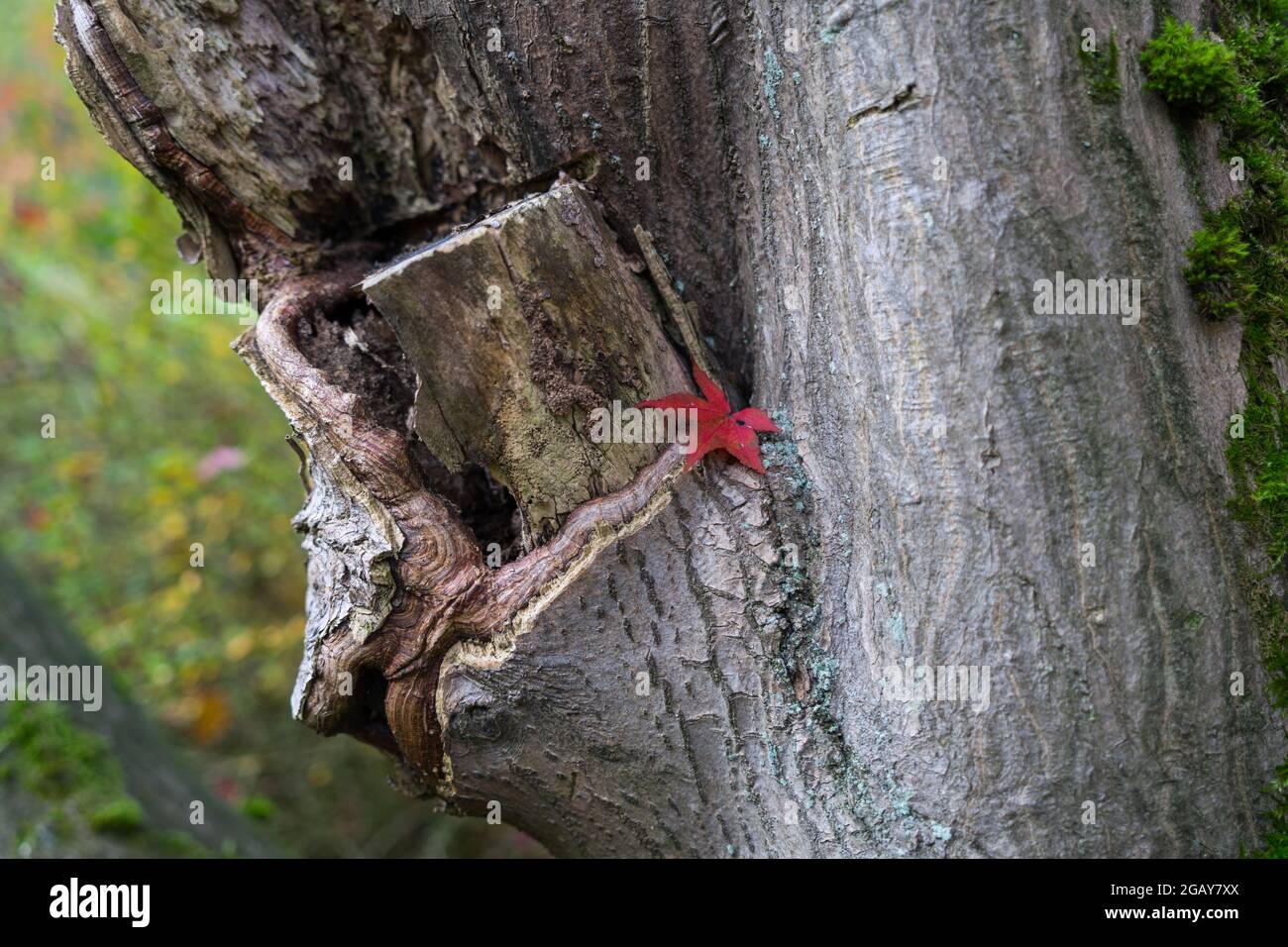 Rotes Ahornblatt auf einem alten Baumstamm im magischen Herbstwald Stockfoto