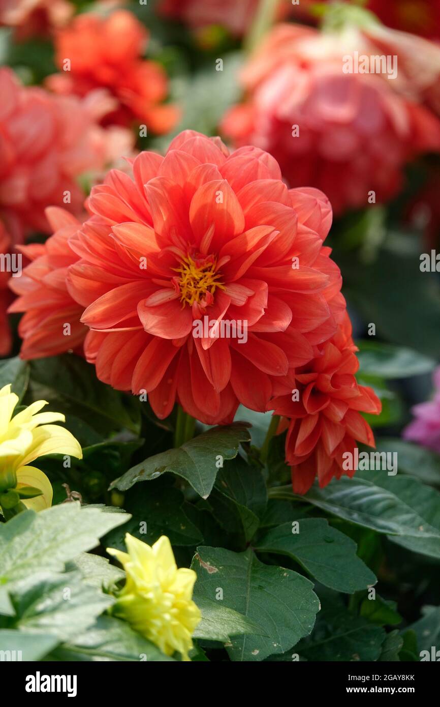 Ein Haufen leuchtender Orangen-Dahlien in einem Garten Stockfoto