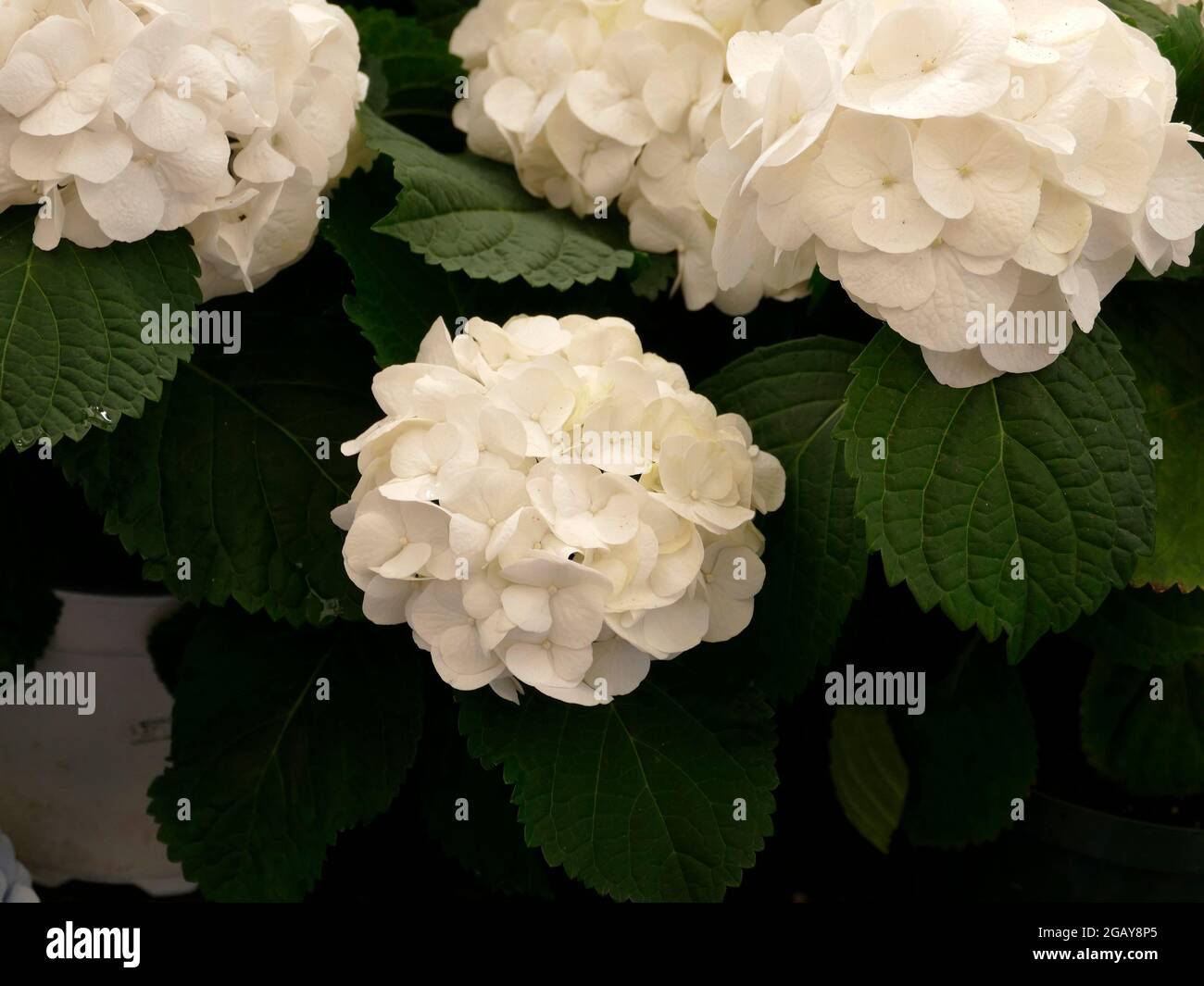 Weiße Hydrangea Arborescens Annabelle reine weiße und glatte, makellose Blütenblätter Stockfoto