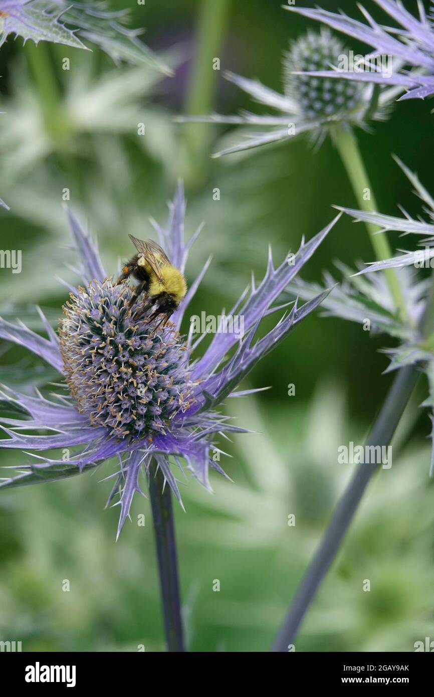 Eine Bumblebee landet und sitzt auf einer spiny kuppelförmigen Blauen Eryngo-Flachseeholy in einem Garten Stockfoto