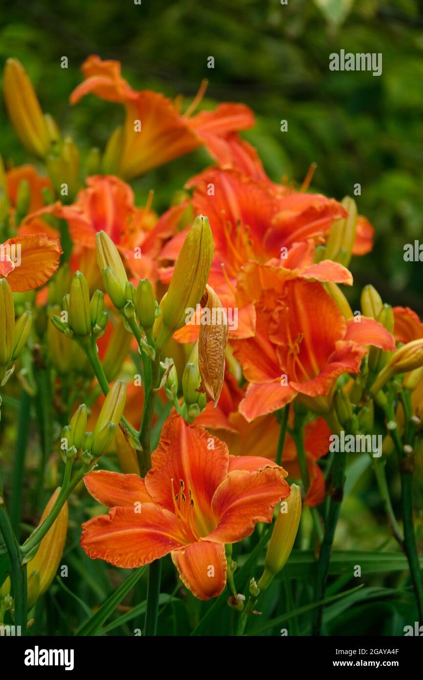 Eine Gruppe von orangen Lilien lilium bulbiferum in einem Hausgarten mit blühenden Lilienknospen Stockfoto