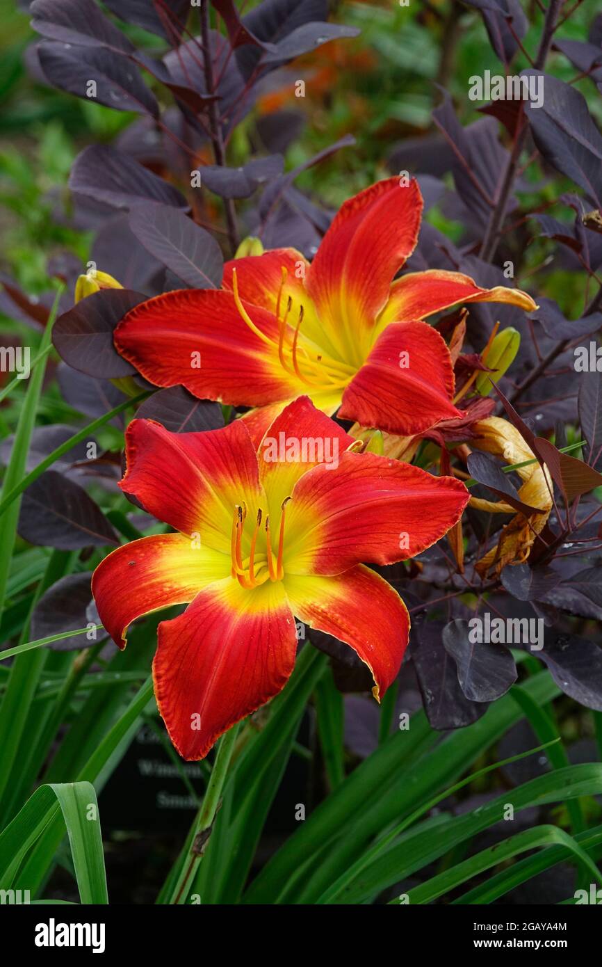 Red Day Lily All American Chief, Day Lilies mit einem gelben Zentrum und flammenden roten Blütenblättern in einem Garten - Gewinner des Stour Silver Medal Daylily Award Stockfoto