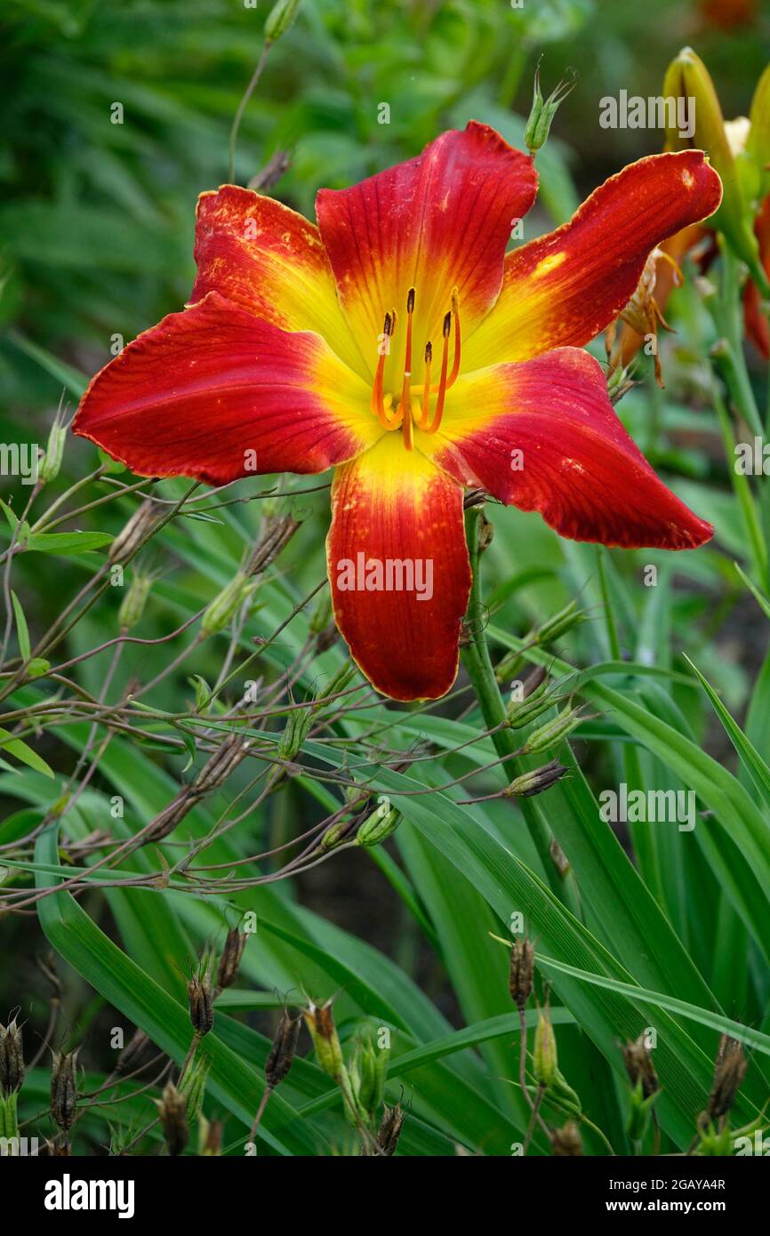 Red Day Lily All American Chief, Day Lilies mit einem gelben Zentrum und flammenden roten Blütenblättern in einem Garten - Gewinner des Stour Silver Medal Daylily Award Stockfoto