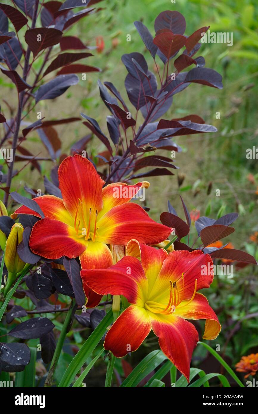 Red Day Lily All American Chief, Day Lilies mit einem gelben Zentrum und flammenden roten Blütenblättern in einem Garten - Gewinner des Stour Silver Medal Daylily Award Stockfoto