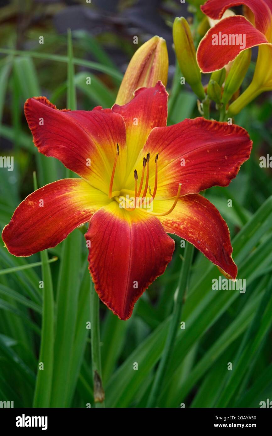 Red Day Lily All American Chief, Day Lilies mit einem gelben Zentrum und flammenden roten Blütenblättern in einem Garten - Gewinner des Stour Silver Medal Daylily Award Stockfoto