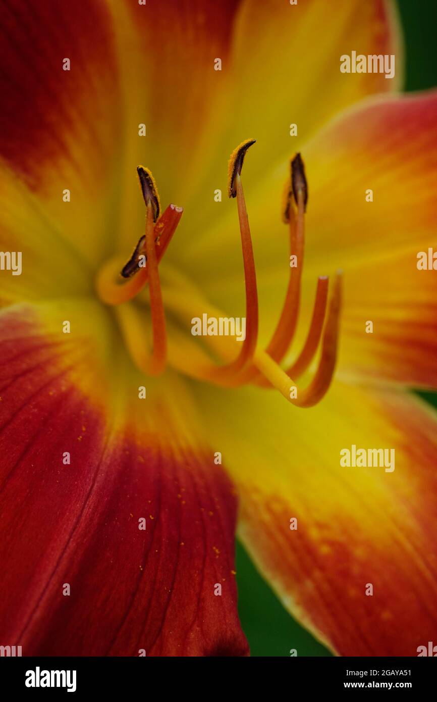Red Day Lily All American Chief, Day Lilies mit einem gelben Zentrum und flammenden roten Blütenblättern in einem Garten - Gewinner des Stour Silver Medal Daylily Award Stockfoto