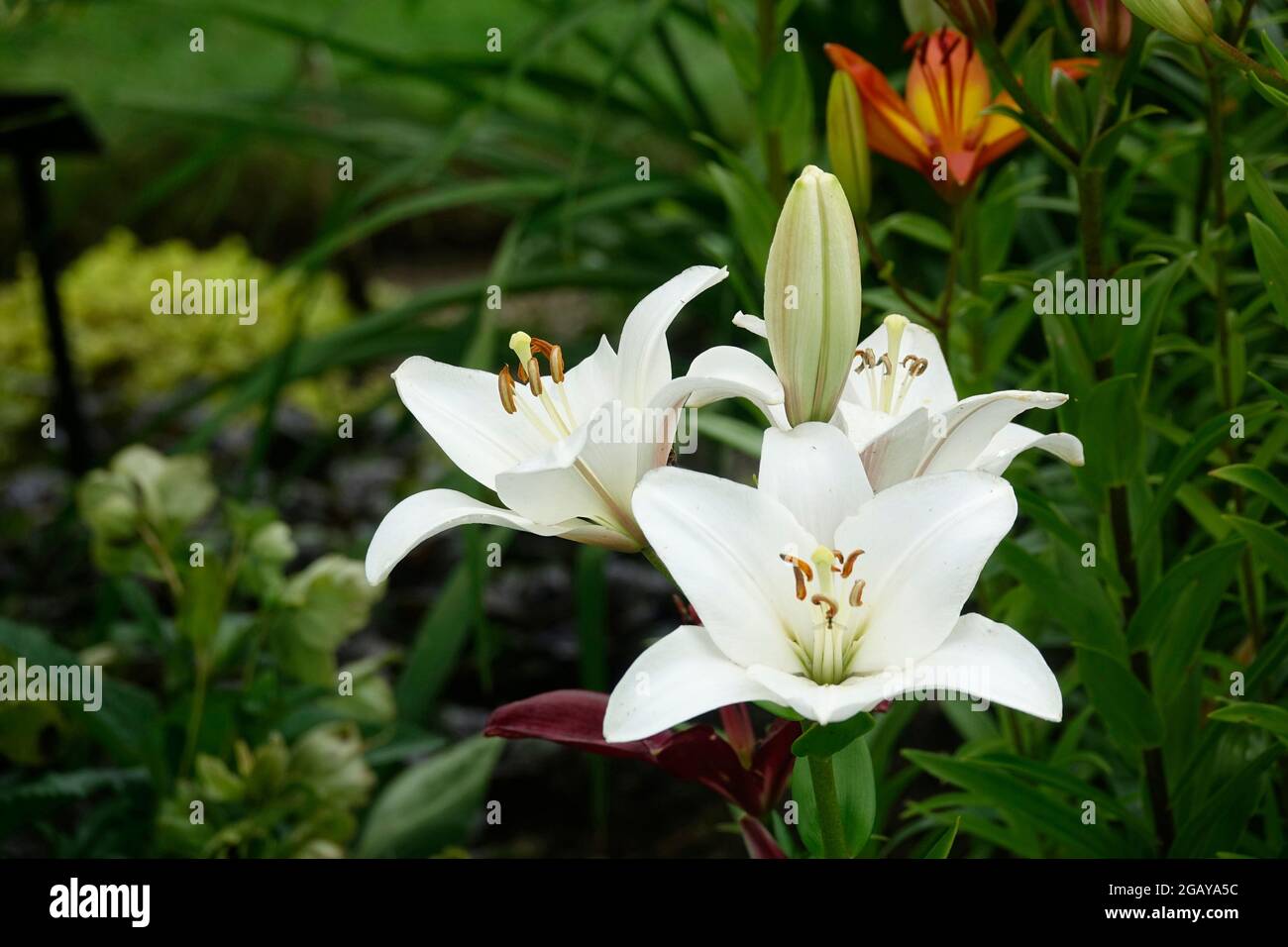 Reine weiße Osterlilien, auch bekannt als Madonna Lily in a Garden, Lilium Candidum Stockfoto