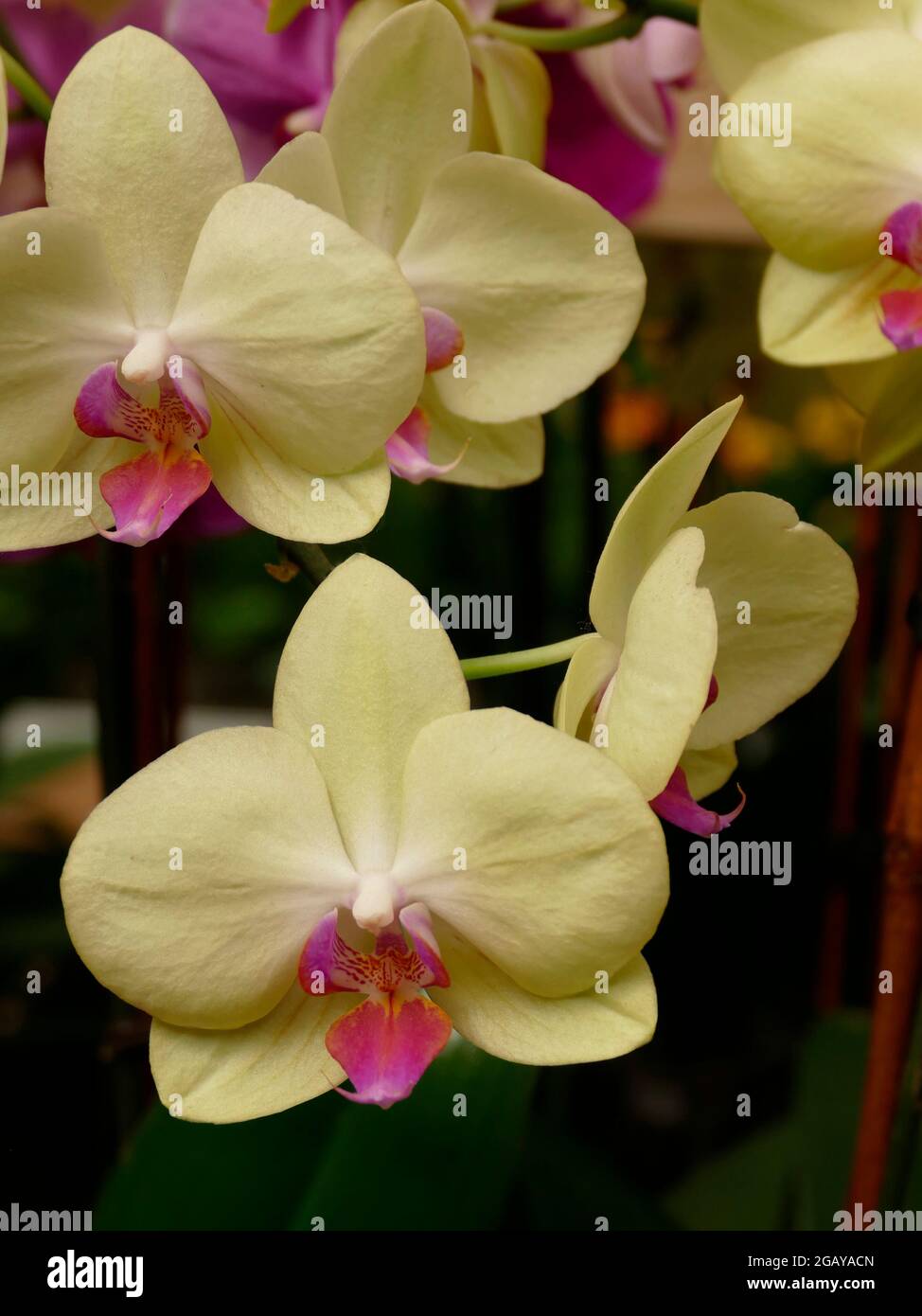 Pixel Phalaenopsis Orchidee gelbe Blütenblätter mit einem rosa Zentrum Innen Topfhaus Pflanze Stockfoto