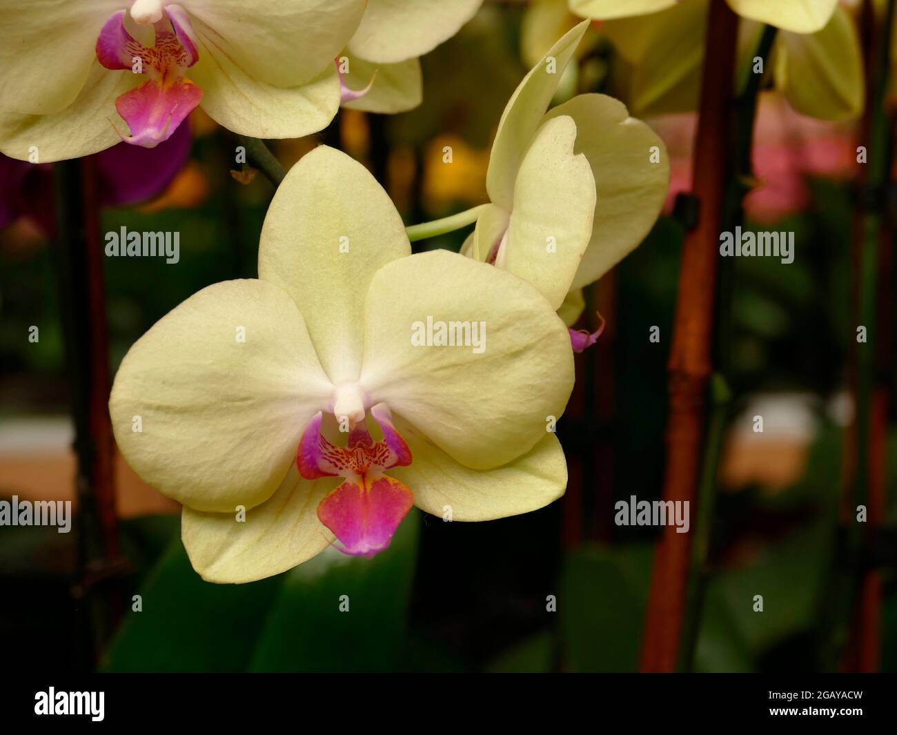 Pixel Phalaenopsis Orchidee gelbe Blütenblätter mit einem rosa Zentrum Innen Topfhaus Pflanze Stockfoto