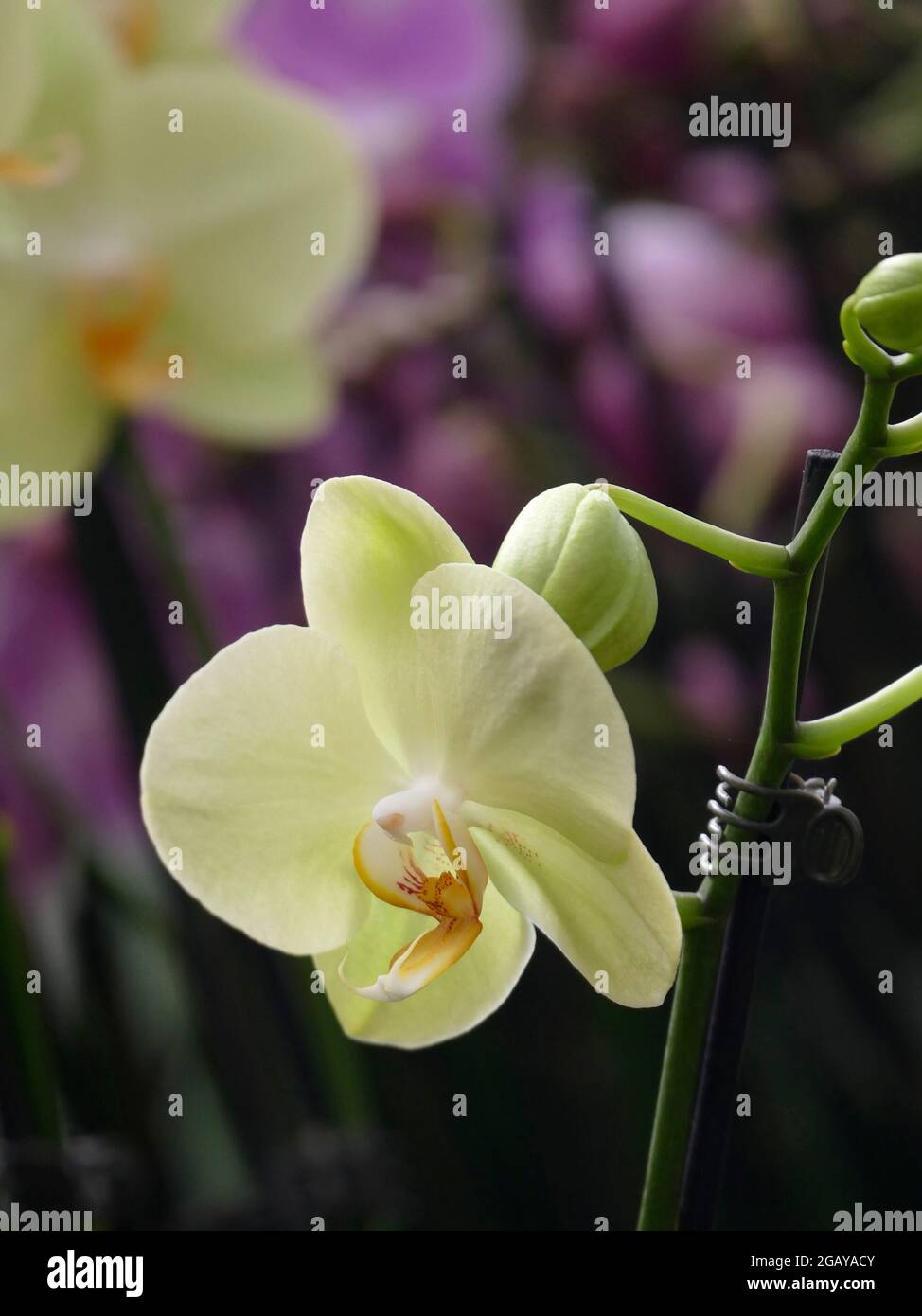 Pixel Phalaenopsis Orchidee gelbe Blütenblätter mit einem rosa Zentrum Innen Topfhaus Pflanze Stockfoto