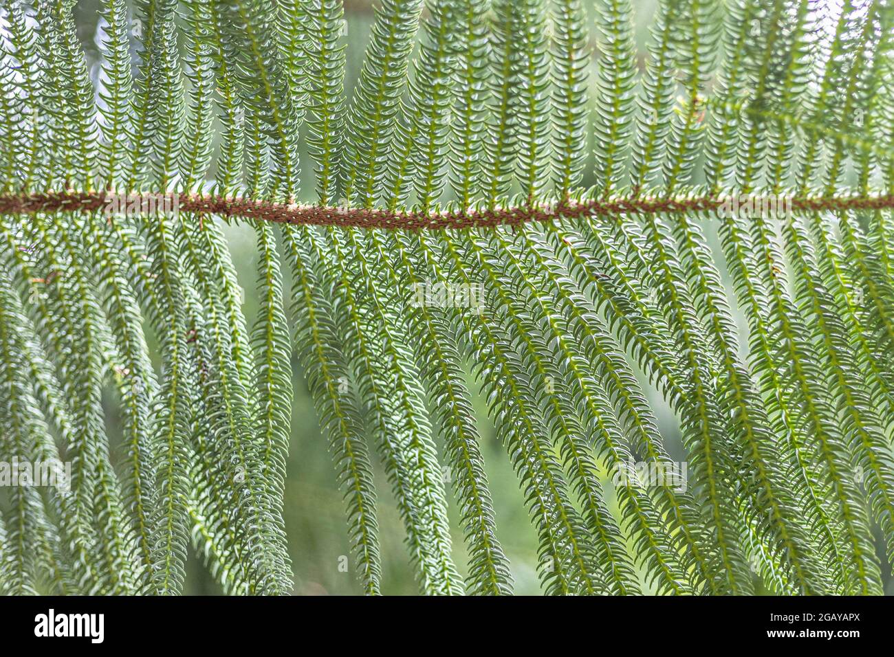 Natürlicher Hintergrund des grünen Akazienbaums. Stockfoto