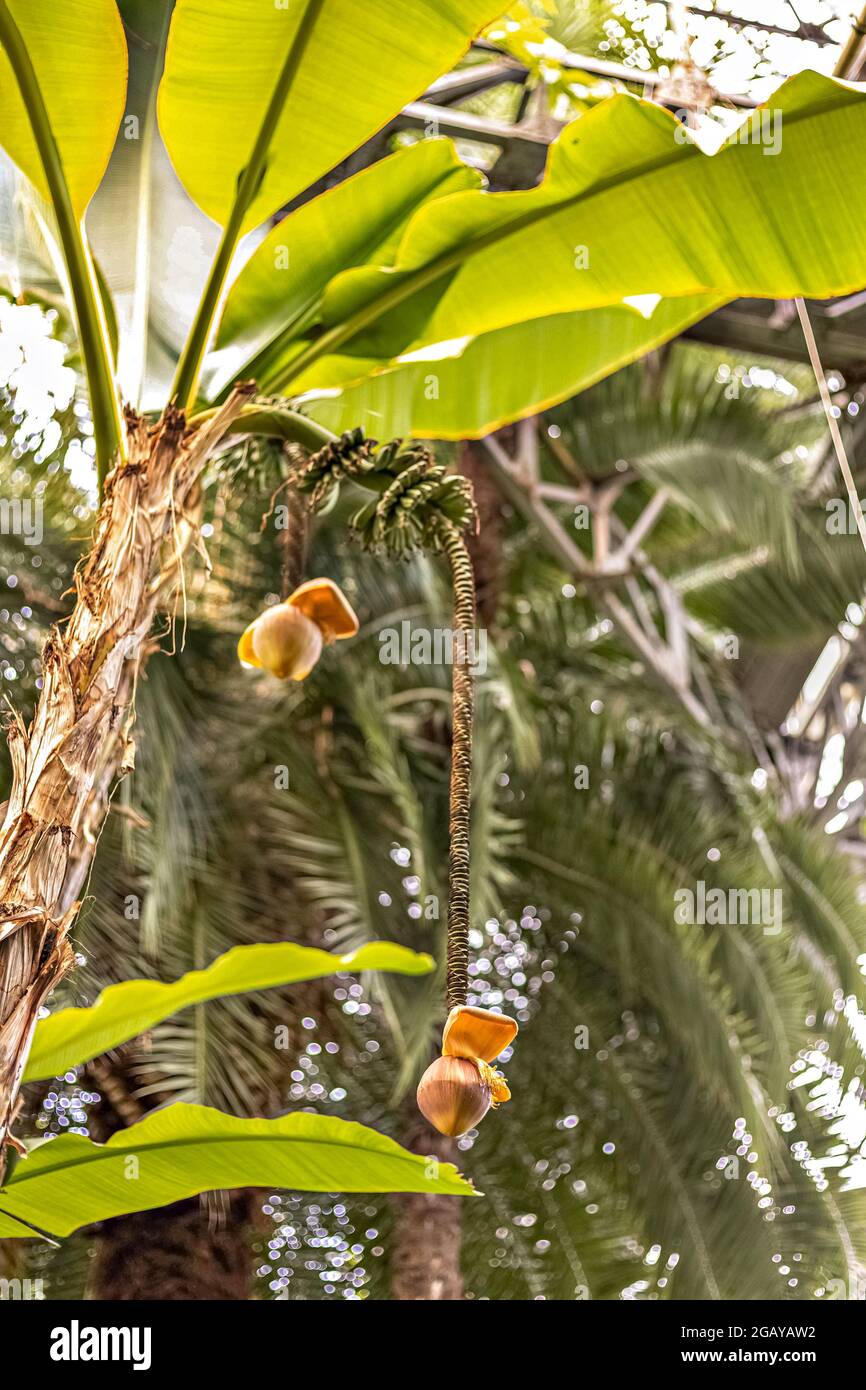 Kokosnuss-Palme mit hängenden Früchten. Natürlicher Hintergrund. Tropen. Stockfoto