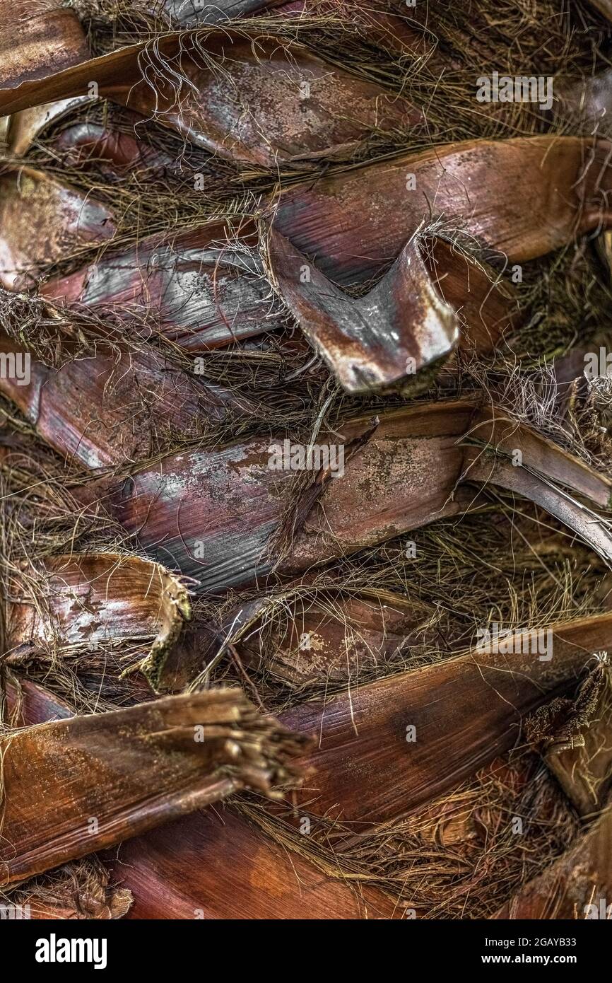 Textur der Rinde einer Palme aus der Nähe. Natürlicher Hintergrund. Stockfoto