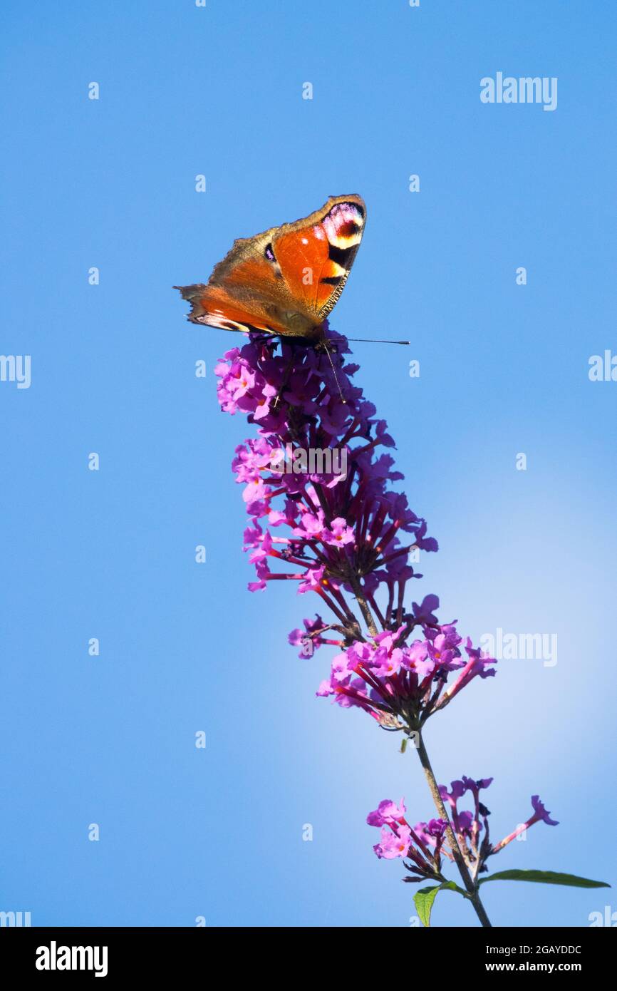 Pfauenschmetterling auf Blume Inachis io sitzt auf buddleja Schmetterling Busch Rispe Stockfoto