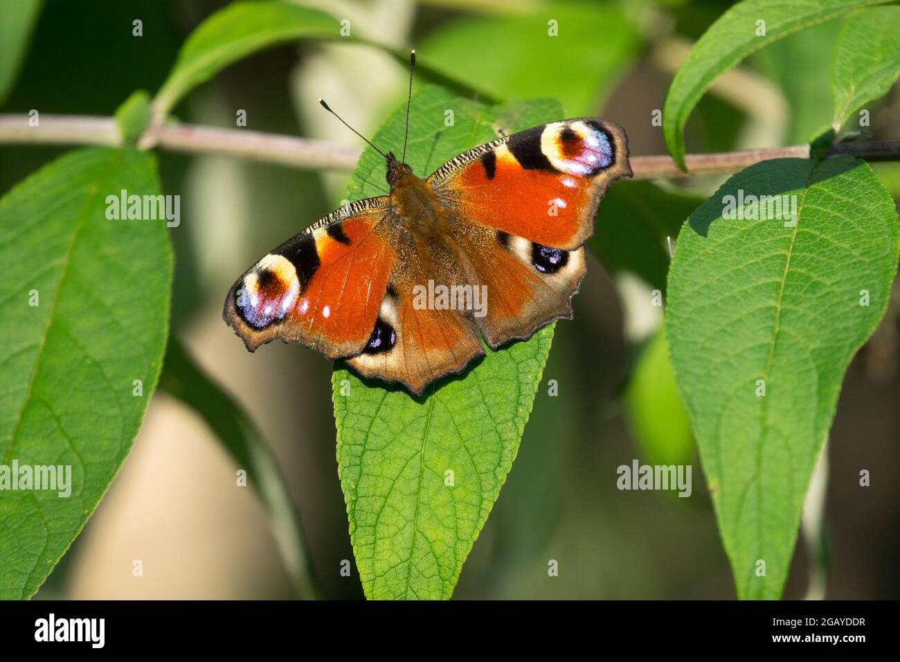 Pfauenfalter auf Ast lässt Inachis io sitzen auf Buddleia Sträucher Schmetterling auf Blatt Insektenfreundlich Stockfoto