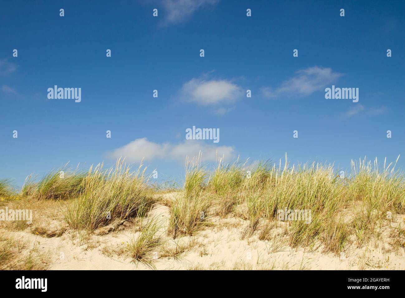 Strandgras am Strand Sanddünen, Dünen von Texel Nationalpark Landschaft, Friesischen Inseln Stockfoto