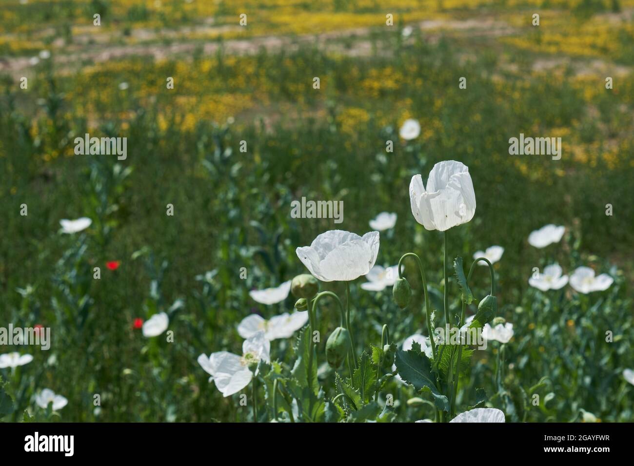 Papaver somniferum, bekannt als Opiummohn, blüht im Frühling Stockfoto