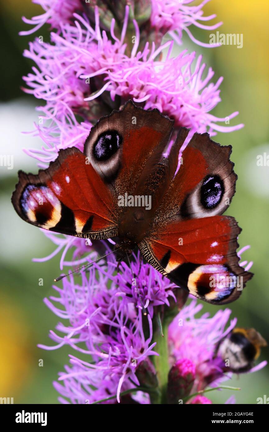 Ein Pfauenschmetterling knabbert auf liatris spicata Stockfoto