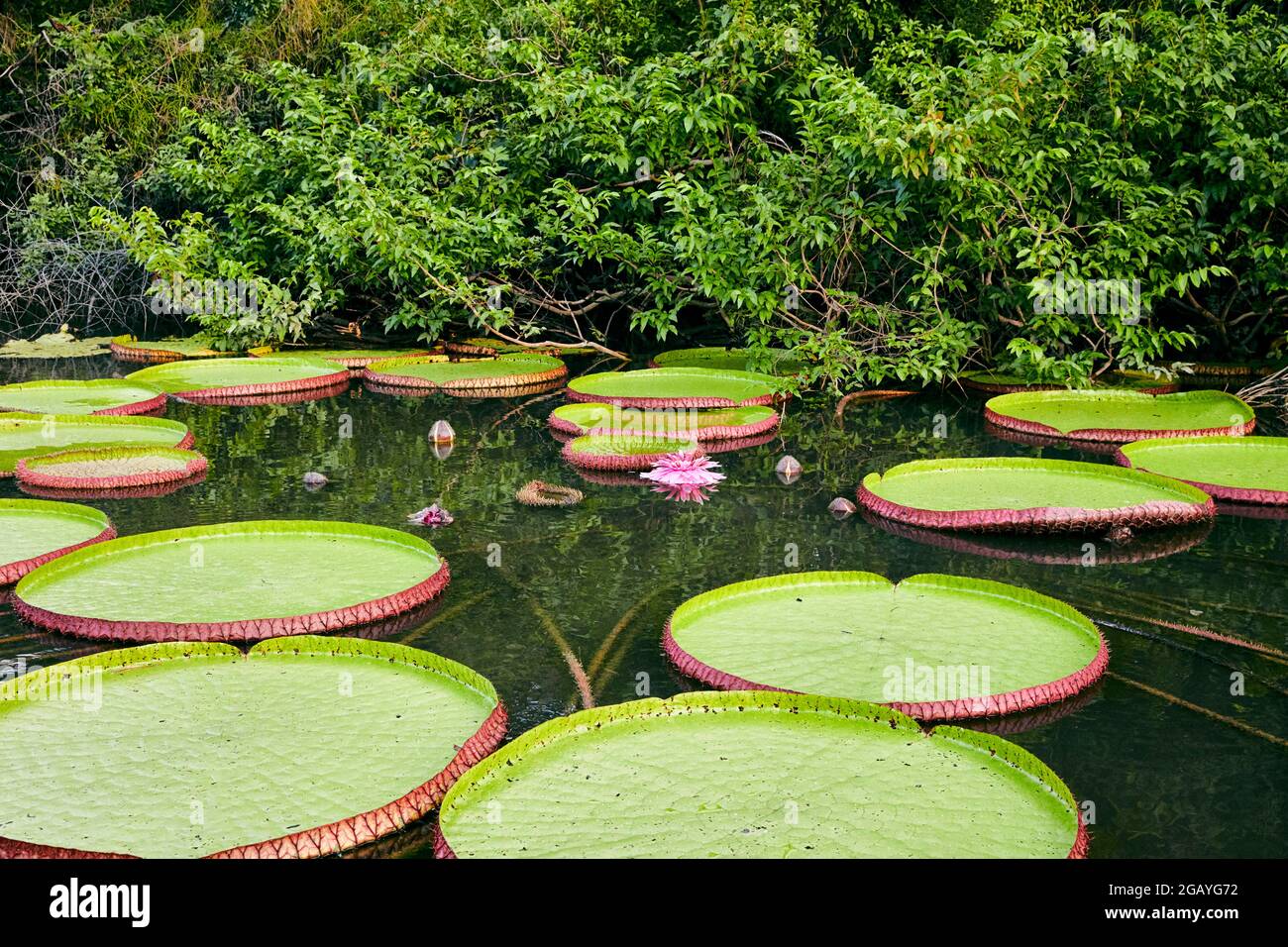 Victoria Amazonica Amazonaswasserlilie Königliche Wasserlilie Victoria Lilie riesige Wasserlilie Rukununi River Oxbow Lake in Guyana Südamerika Stockfoto