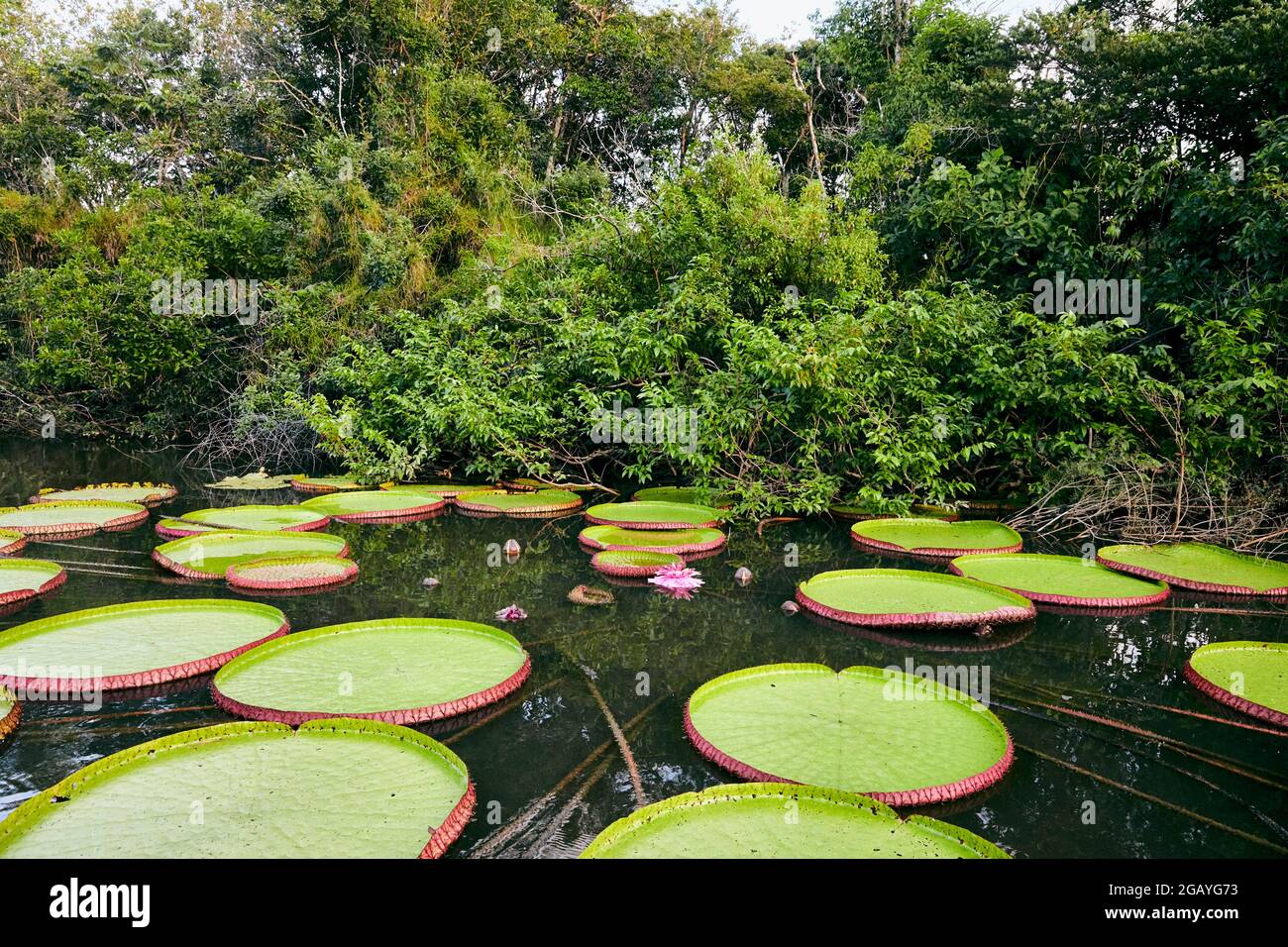 Victoria Amazonica Amazonaswasserlilie Königliche Wasserlilie Victoria Lilie riesige Wasserlilie Rukununi River Oxbow Lake in Guyana Südamerika Stockfoto