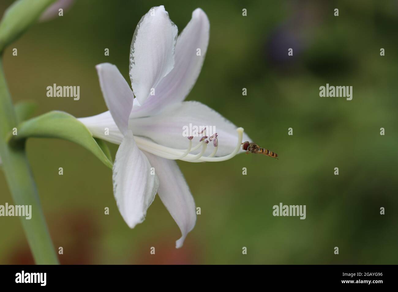 Nahaufnahme einer Schwebefliege, Besuch einer weißen Blüte einer Hosta plantaginea guacamole Stockfoto