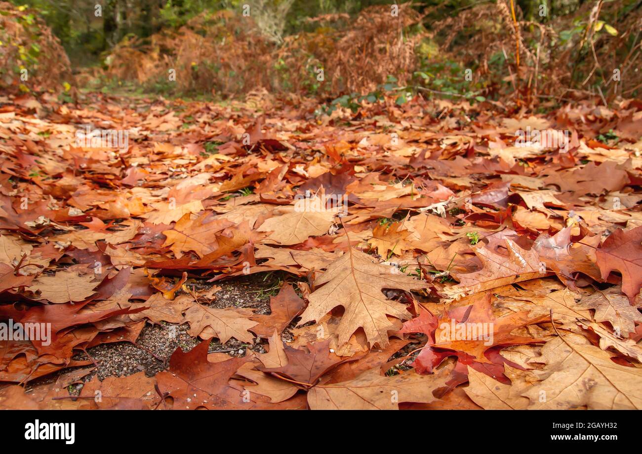 Quercus rubra rote Eiche herbstlich gefallenes Laub Stockfoto
