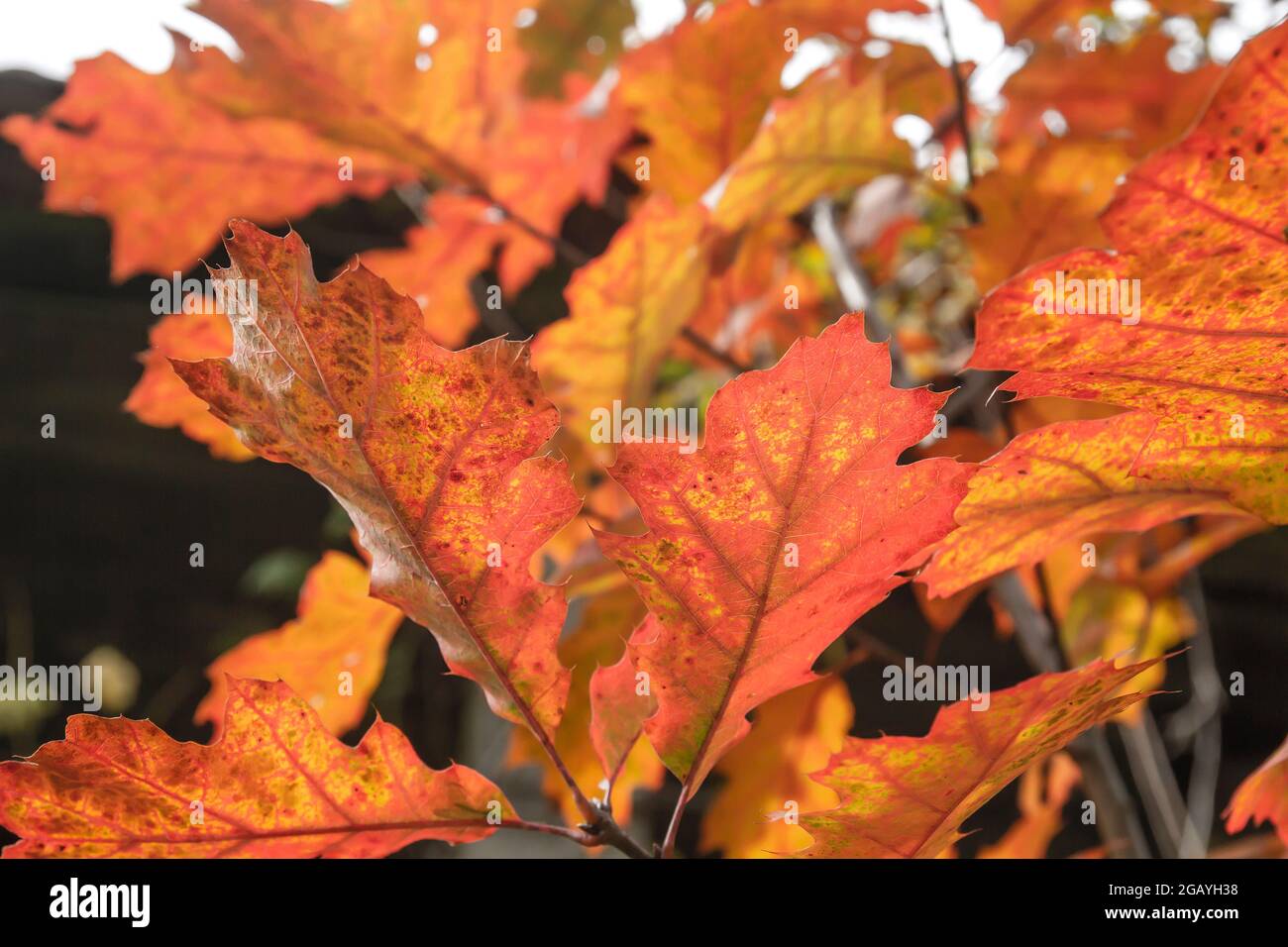 Quercus rubra, die nördliche rote Eiche Laubbaum Herbstlaub Detail Stockfoto