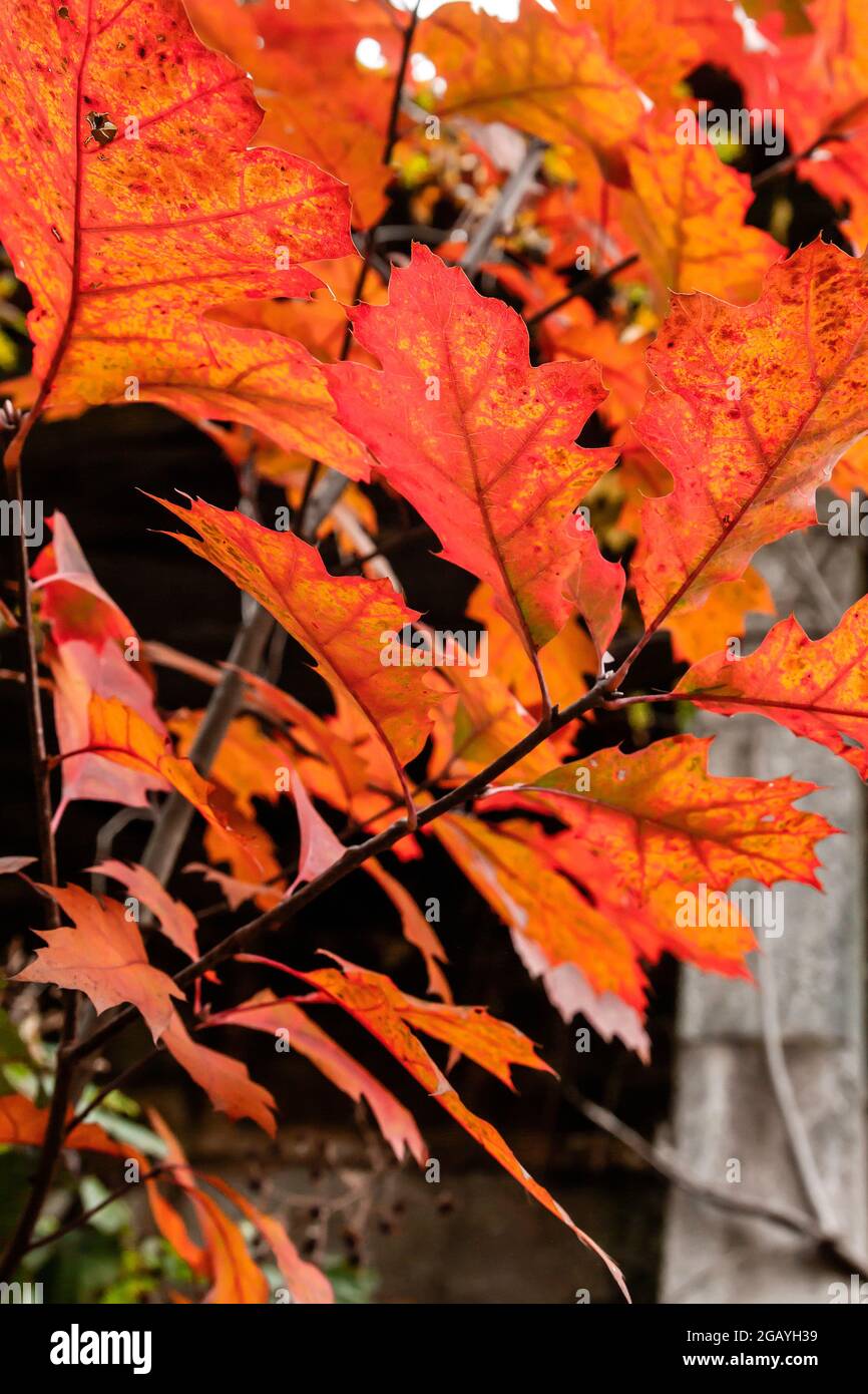 Quercus rubra, die nördliche rote Eiche Laubbaum Herbstlaub Detail Stockfoto