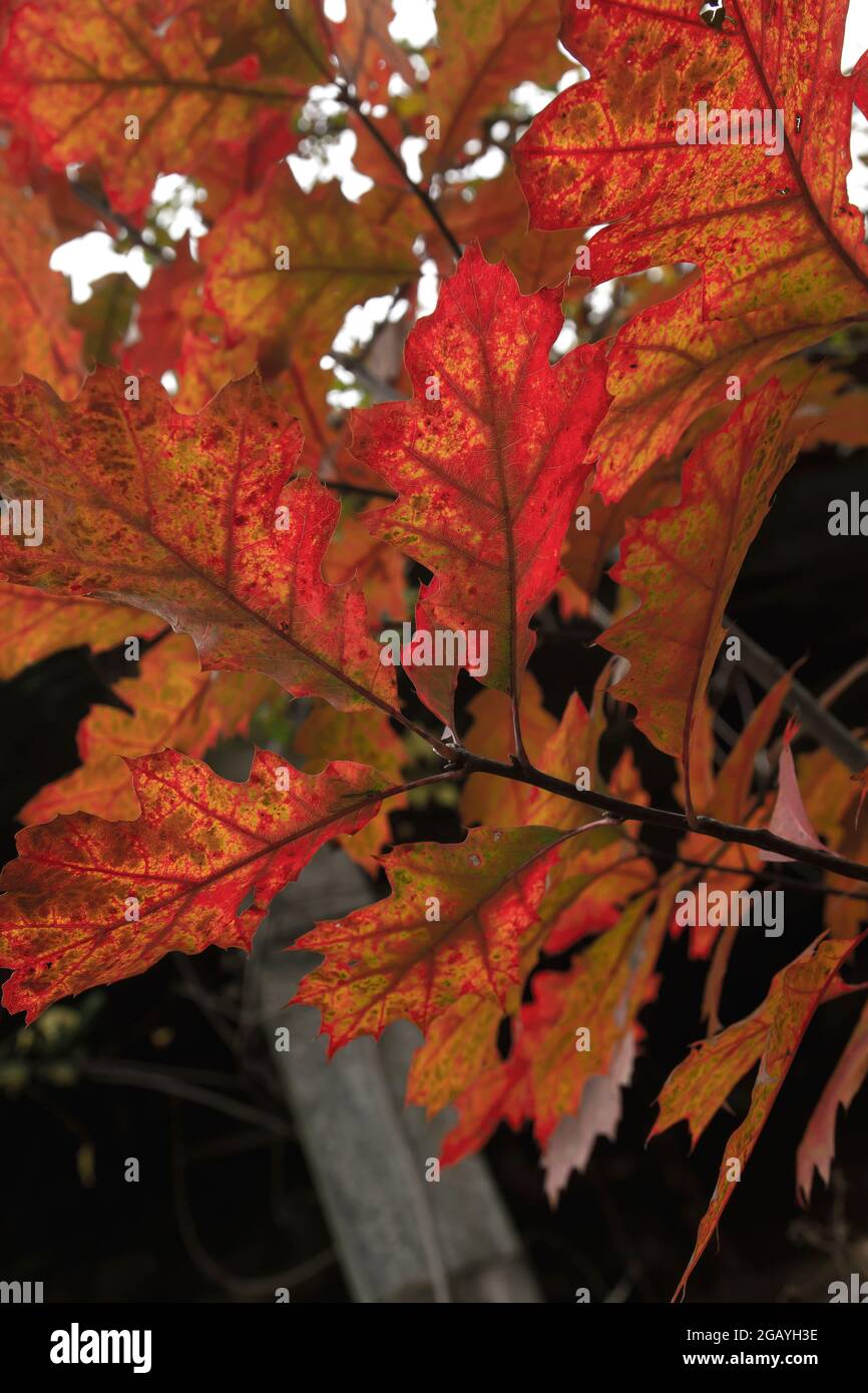 Quercus rubra, die nördliche rote Eiche Laubbaum Herbstlaub Detail Stockfoto