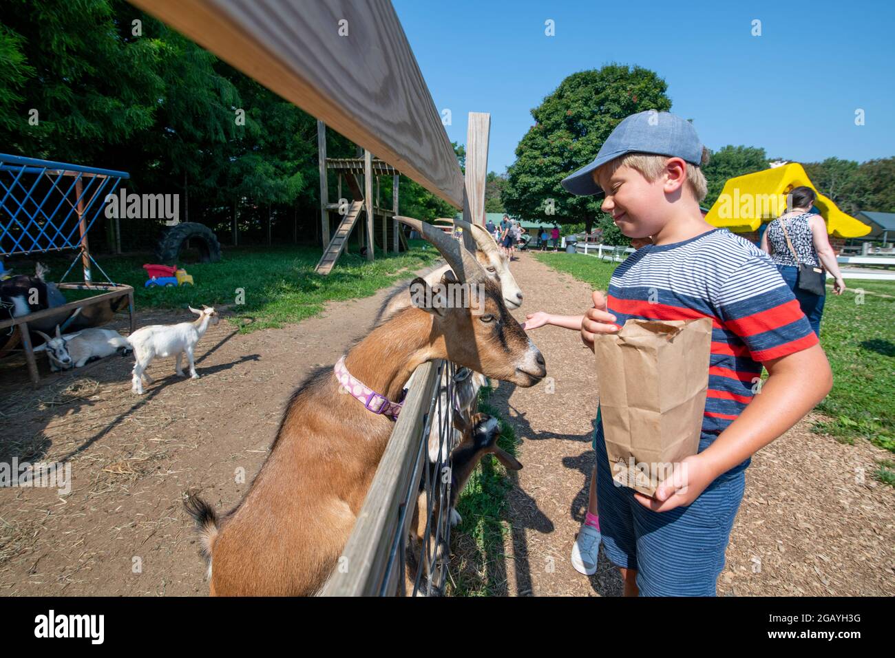 Ein kleiner Junge füttert eine Ziege auf einer familienfreundlichen Streichelfarm in Howard County Maryland USA Stockfoto