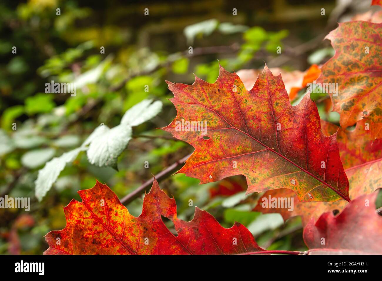 Quercus rubra, die nördliche rote Eiche Laubbaum Herbstlaub Detail Stockfoto