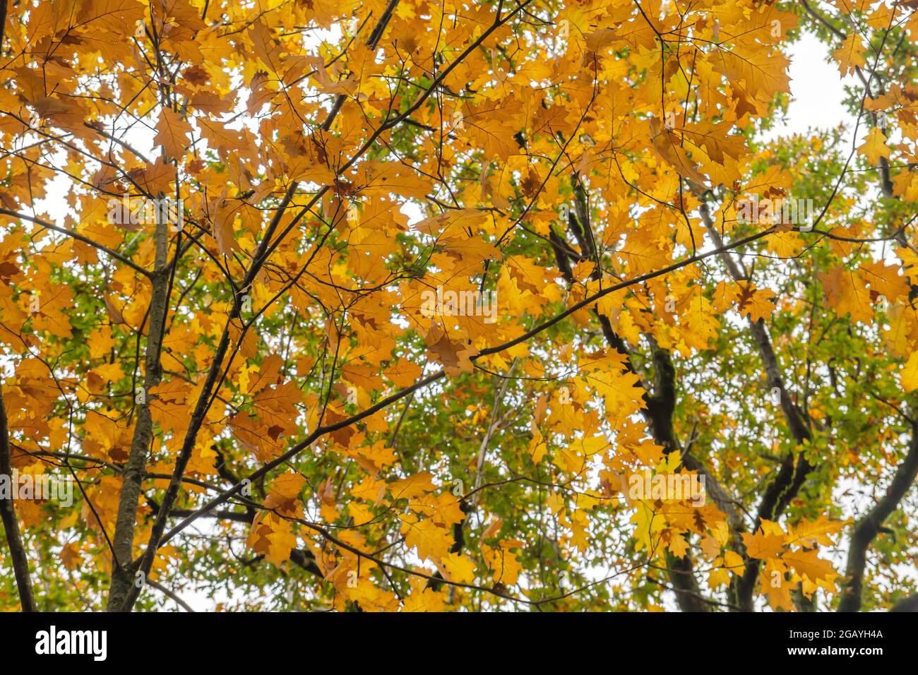 Quercus rubra rote Eiche Laubbaum Herbstlaub Stockfoto