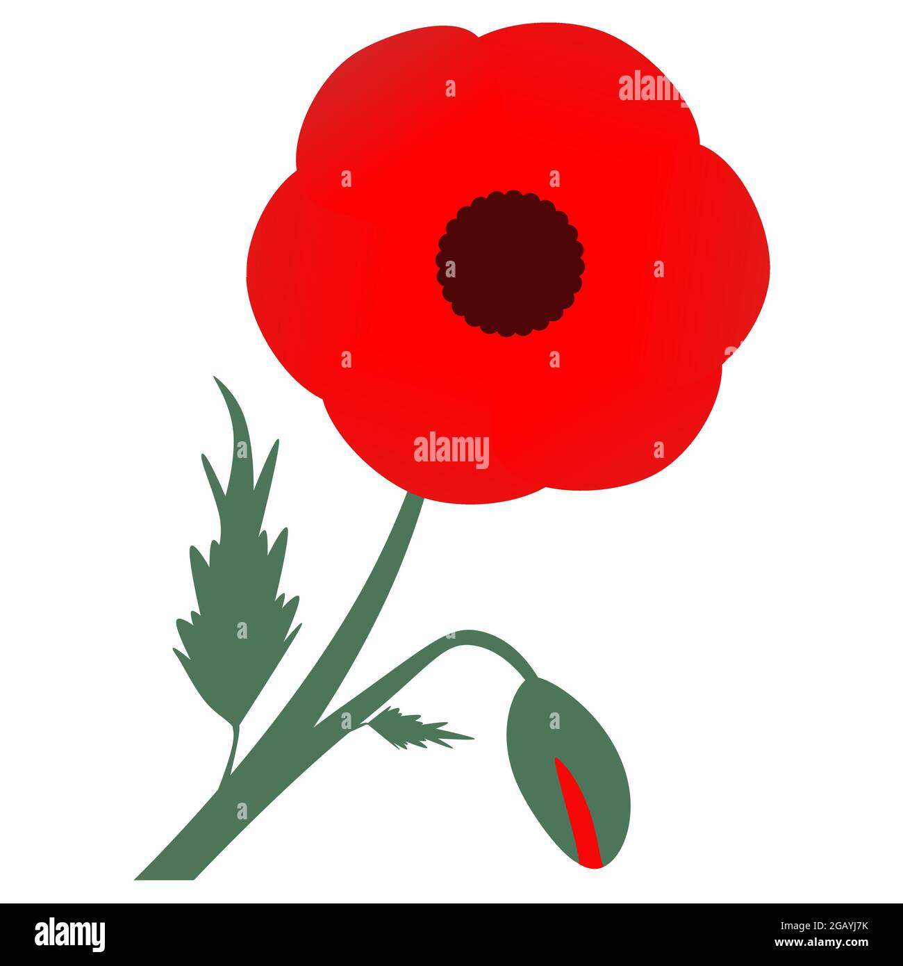 Rote Mohnblumen. Blume und Knospe. Speichersymbol. Designelement für den Gedenktag, Anzac Day. Vektorgrafik. Isoliert auf weißem Hintergrund Stock Vektor