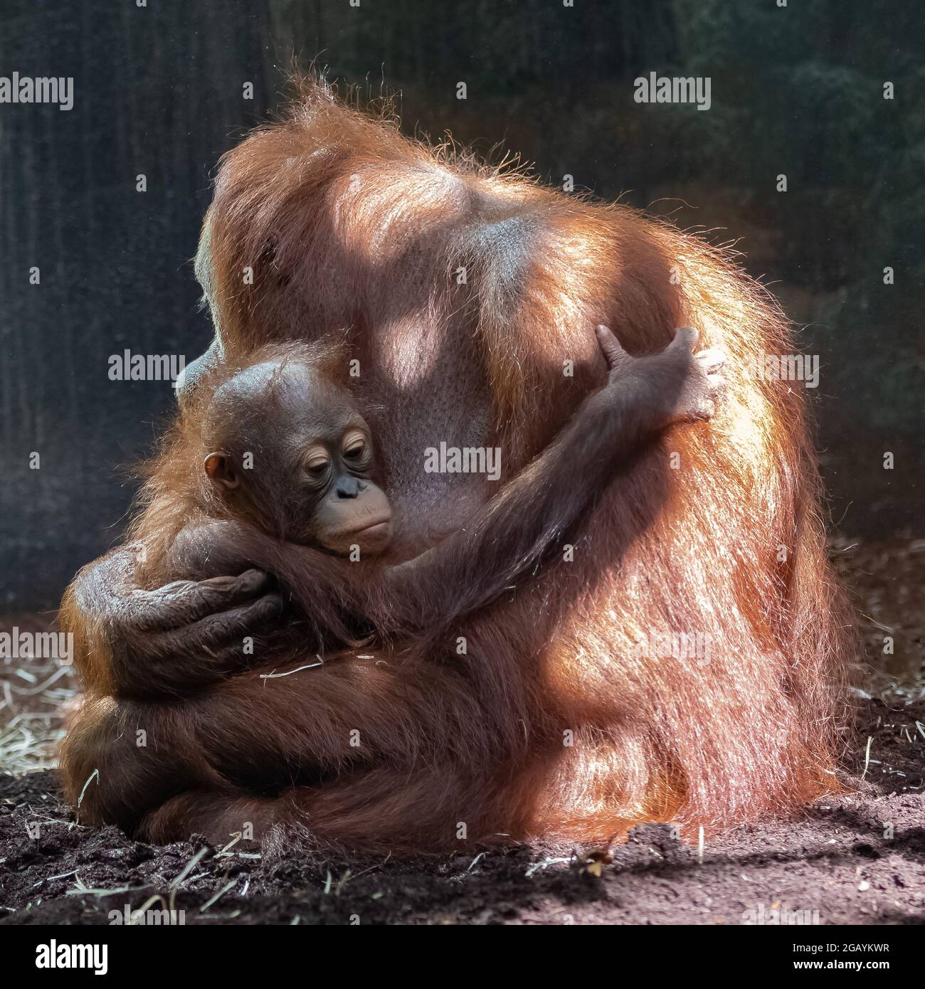 Eine Orang-Utan-Mutter mit ihrem kleinen Affen Stockfoto
